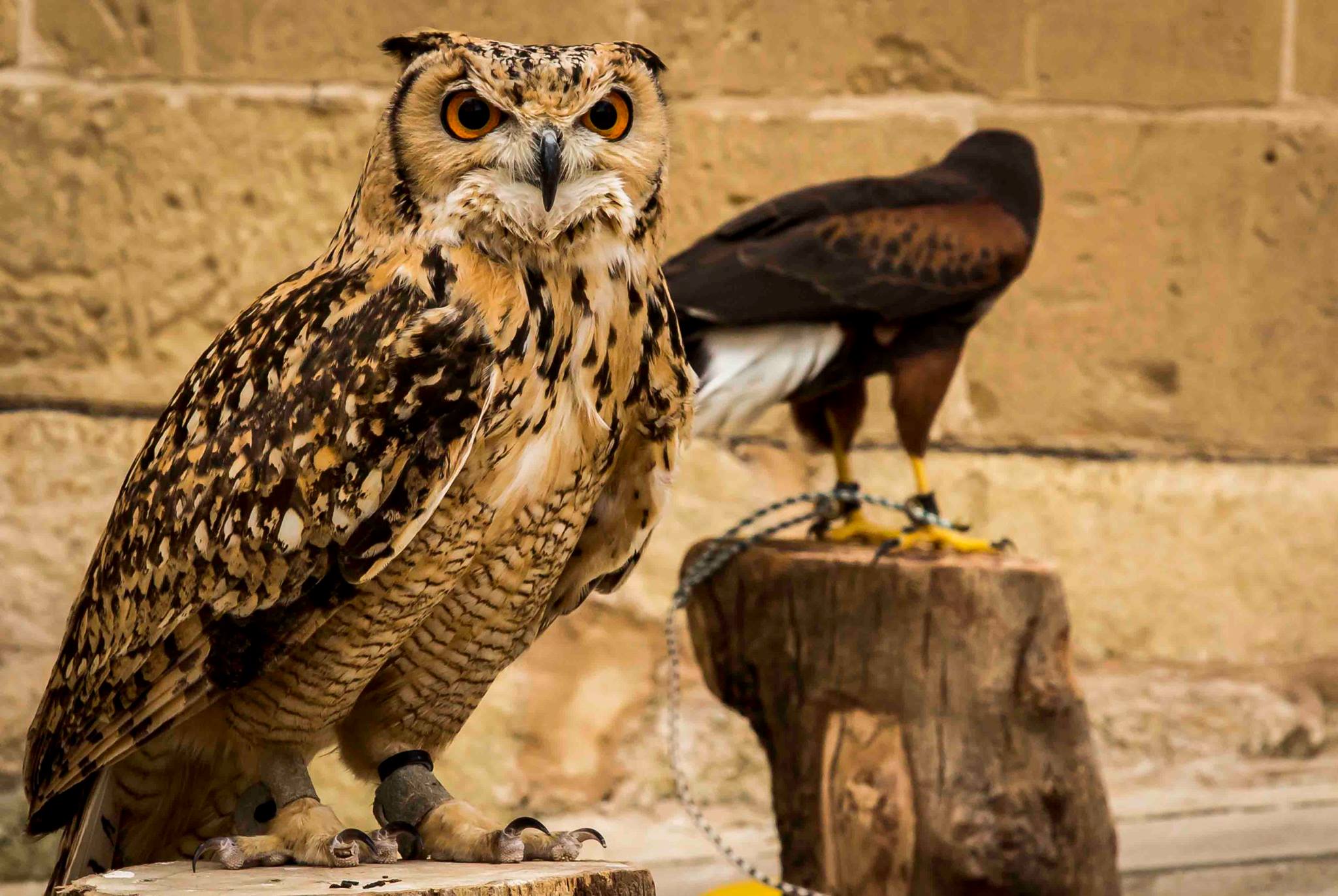 Events Fridericus Rex